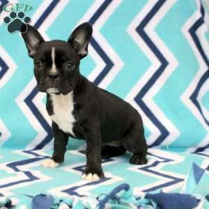 Kara, Frenchton Puppy
