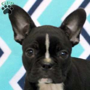 Kara, Frenchton Puppy