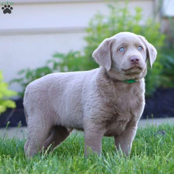 Karson, Silver Labrador Retriever Puppy