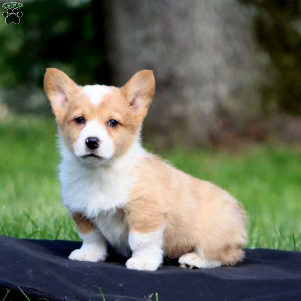 Karson, Pembroke Welsh Corgi Puppy