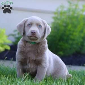 Karson, Silver Labrador Retriever Puppy