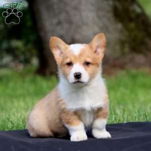 Karson, Pembroke Welsh Corgi Puppy