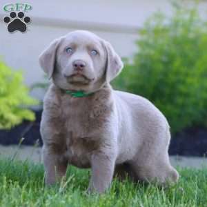 Karson, Silver Labrador Retriever Puppy
