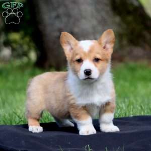 Karson, Pembroke Welsh Corgi Puppy