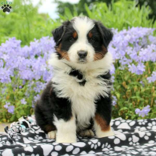 Karter, Australian Shepherd Puppy