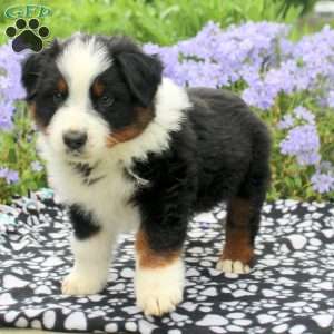 Karter, Australian Shepherd Puppy