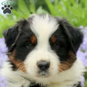 Karter, Australian Shepherd Puppy