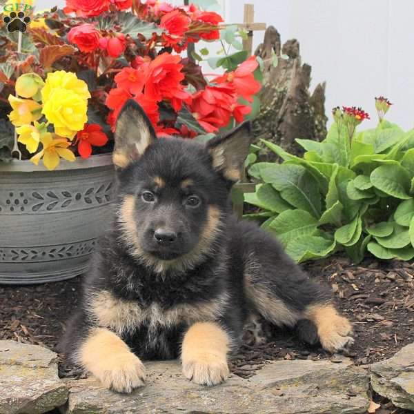 Kash, German Shepherd Puppy