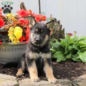 Kash, German Shepherd Puppy