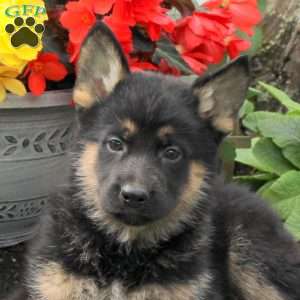 Kash, German Shepherd Puppy