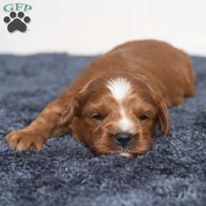 Kassidy, Cavapoo Puppy