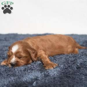 Kassidy, Cavapoo Puppy