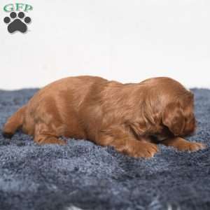 Kassidy, Cavapoo Puppy