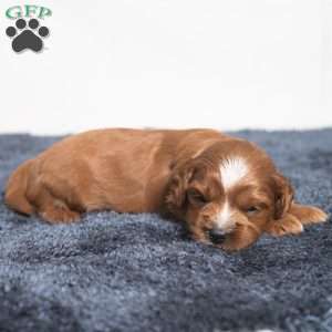 Kassidy, Cavapoo Puppy