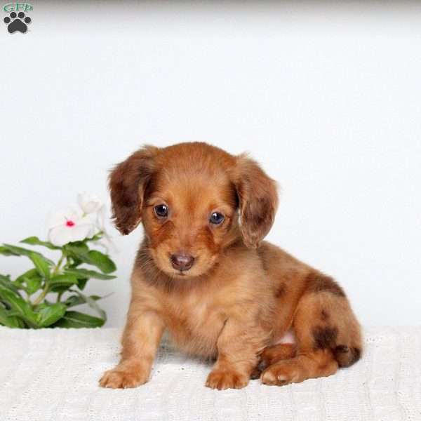 Kassidy, Dachshund Puppy