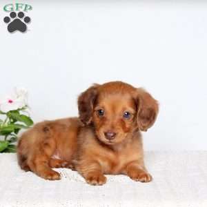 Kassidy, Dachshund Puppy