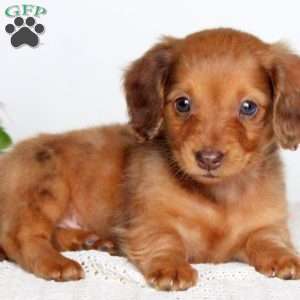 Kassidy, Dachshund Puppy