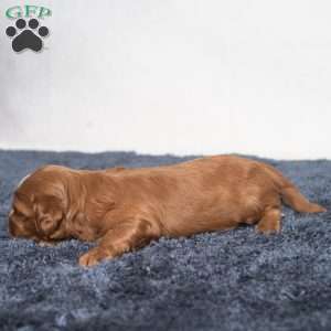 Kassidy, Cavapoo Puppy