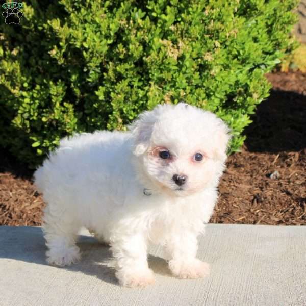 Kassie, Bichon Frise Puppy