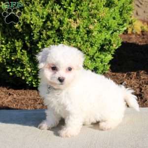 Kassie, Bichon Frise Puppy