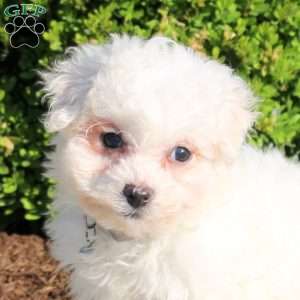Kassie, Bichon Frise Puppy
