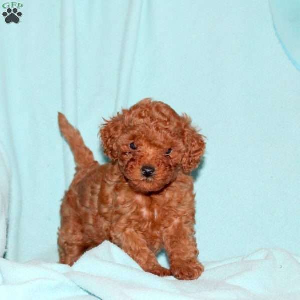 Katie, Cavapoo Puppy
