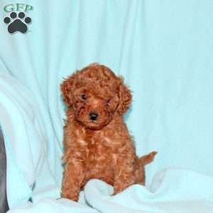 Katie, Cavapoo Puppy
