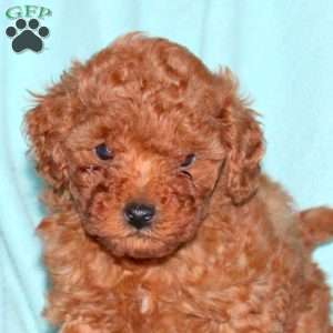 Katie, Cavapoo Puppy