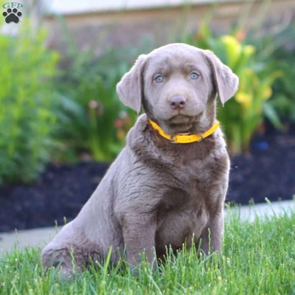 Katie, Silver Labrador Retriever Puppy