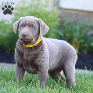 Katie, Silver Labrador Retriever Puppy