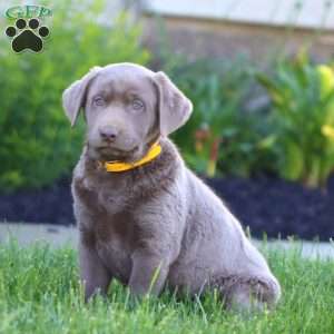 Katie, Silver Labrador Retriever Puppy