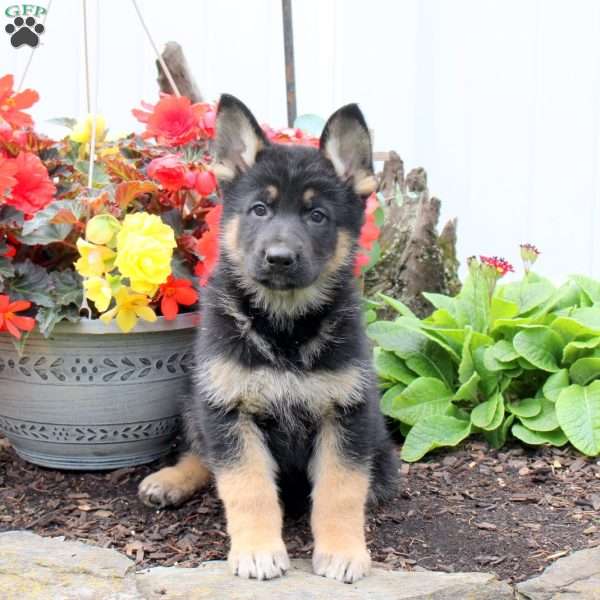 Kayde, German Shepherd Puppy