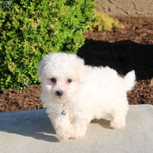 Kayde, Bichon Frise Puppy