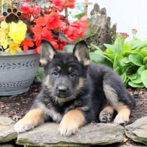 Kayde, German Shepherd Puppy