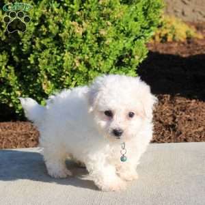 Kayde, Bichon Frise Puppy