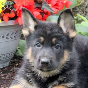 Kayde, German Shepherd Puppy
