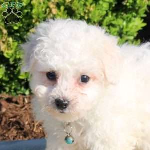 Kayde, Bichon Frise Puppy
