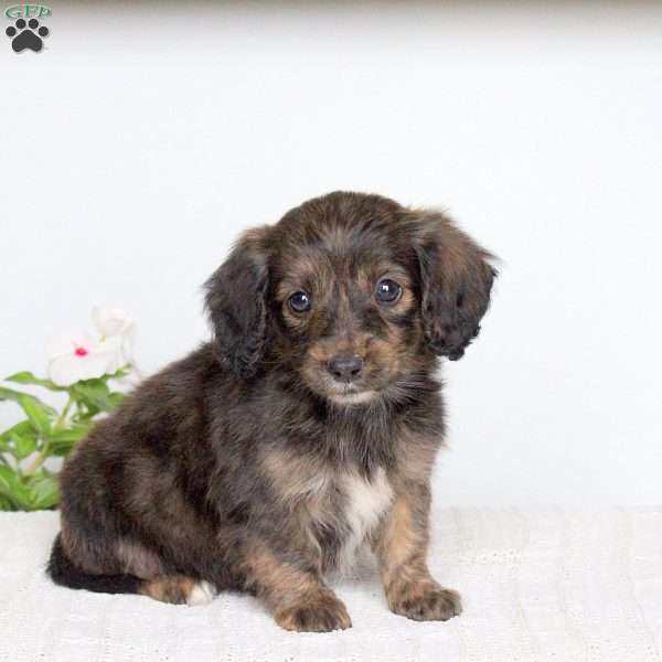 Kayla, Dachshund Puppy