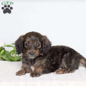 Kayla, Dachshund Puppy