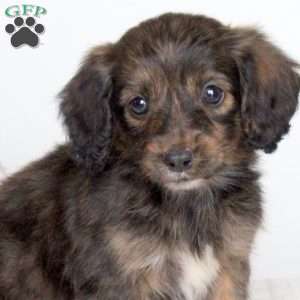 Kayla, Dachshund Puppy