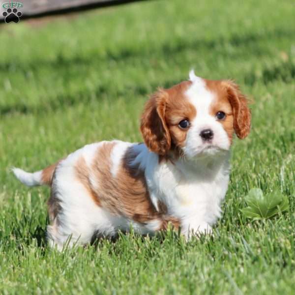 Kayla, Cavalier King Charles Spaniel Puppy