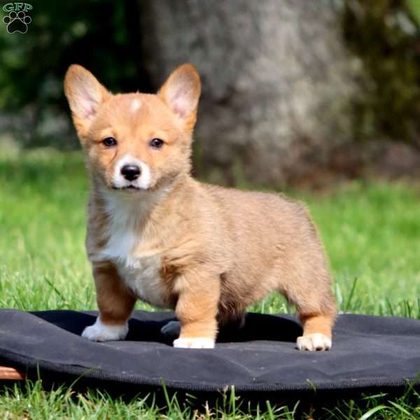 Kayla, Pembroke Welsh Corgi Puppy