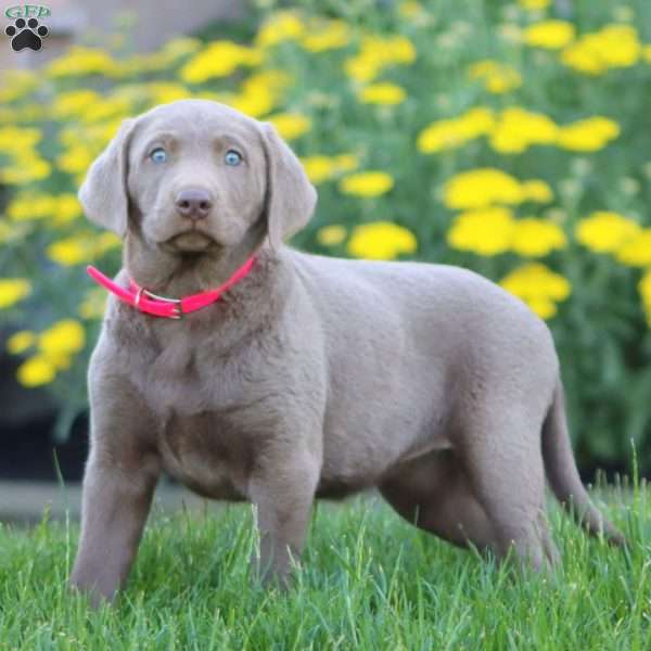 Kayla, Silver Labrador Retriever Puppy