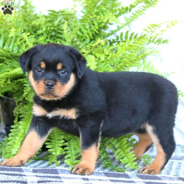 Kayla, Rottweiler Puppy
