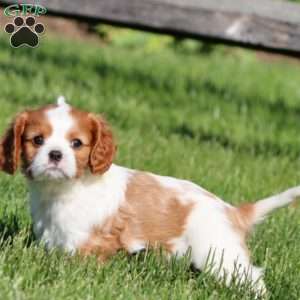 Kayla, Cavalier King Charles Spaniel Puppy