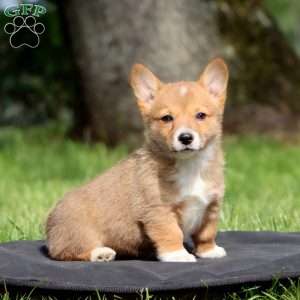 Kayla, Pembroke Welsh Corgi Puppy