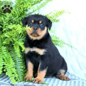Kayla, Rottweiler Puppy