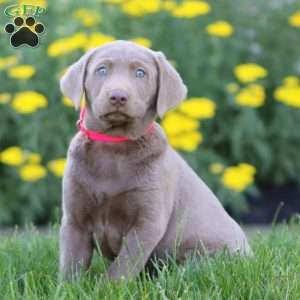 Kayla, Silver Labrador Retriever Puppy