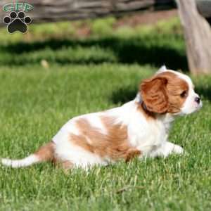 Kayla, Cavalier King Charles Spaniel Puppy