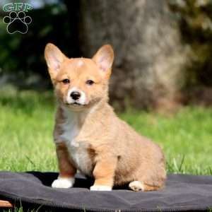 Kayla, Pembroke Welsh Corgi Puppy